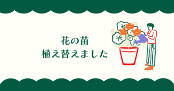冬の花に植え替えをしました　きれいに咲き誇りますよう・・